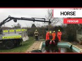 Horse winched out of swimming pool after wandering in on New Year's Eve | SWNS TV