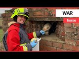 Horse found stuck in a World War Two pillbox | SWNS TV