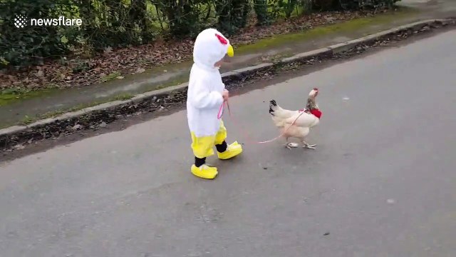 Little girl in chicken suit walks her chicken