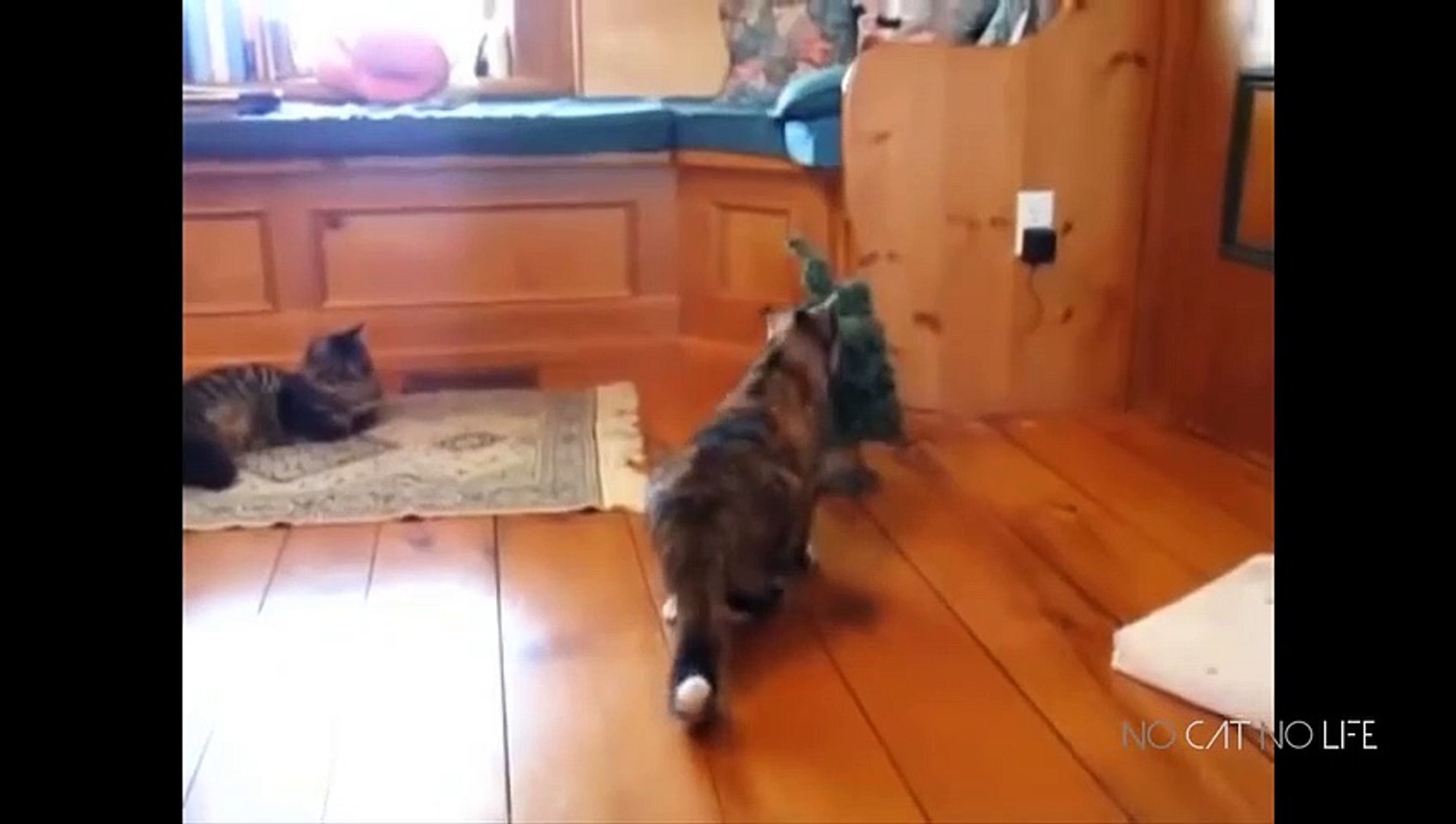 Startled Cats Compilation - Dailymotion Video