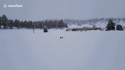 Corgi lost in snow plows her way back to humans