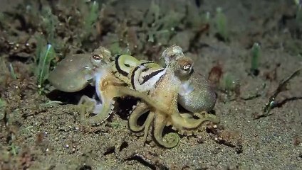 Octopus Versus Octopus
