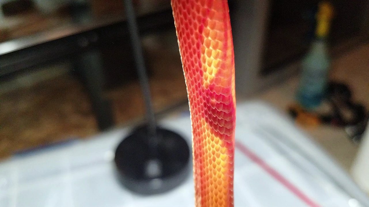 Beating Heart of a Baby Elegant Pit Viper