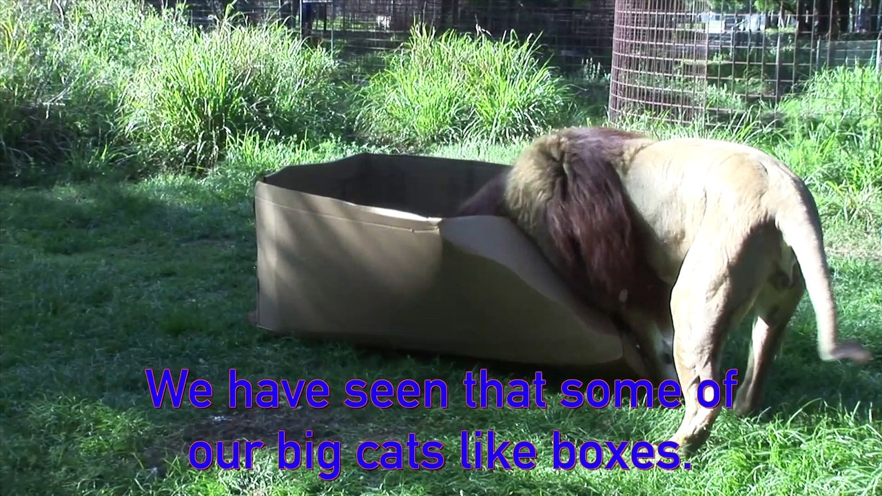 Tiger VS Box