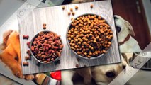 Buy Dog Food Online at Kannis World Limited