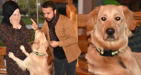 'Bobo' İsimli Köpek, Kadına Şiddet Uygulayanlara Anında Müdahale Ediyor