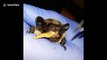 Rescued bat chews on meal worm before being released into the wild