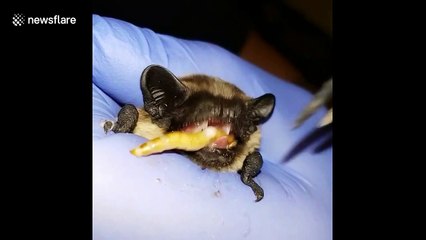 Rescued bat chews on meal worm before being released into the wild