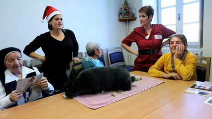 Des animaux pour soigner les malades d’Alzheimer