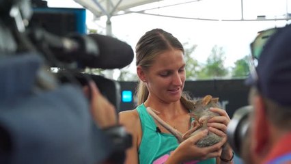 Pliskova Sempatkan Waktu Bertemu Satwa Asli Australia