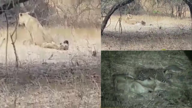 गिर के जंगल में तेंदुए को बच्चे मोगली को पाल रही है शेरनी रक्षा, VIDEO में देखिए