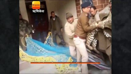 ऋषिकेश घर में घुसा गुलदार वन विभाग ने बेहोश कर पिंजरे में किया बंद