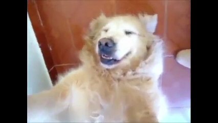 Cachorro sorrindo - Smiling Dog - Perro sonriente - Cão a rir
