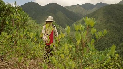 La coca mata a las abejas de Bolivia