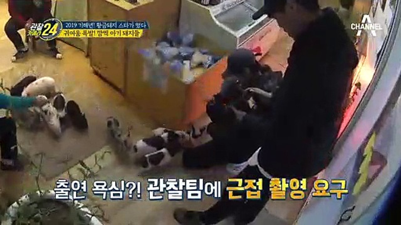 프로돼지 101☆ 천재 돼지가 되는 길! 귀여움 폭발 아기 돼지들~