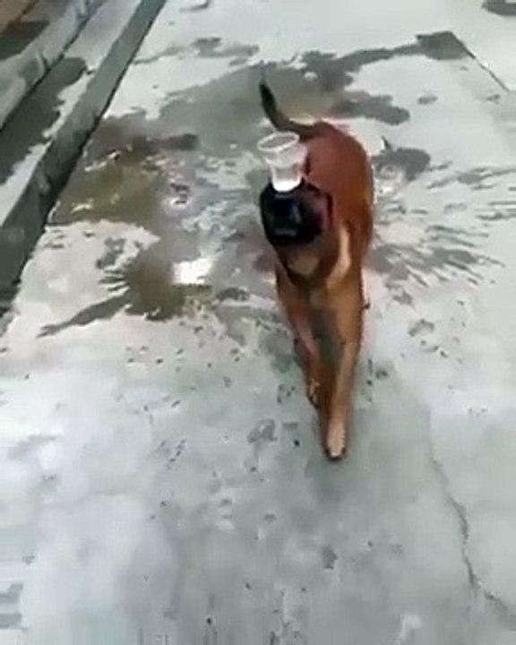 Cachorro equilibrista