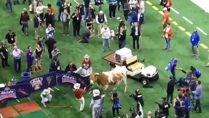 Football américain : Bevo et Uga pas vraiment amis pour la vie