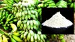 Raw Banana Flour: Health Benefits | वजन बढ़ने से रोकता है कच्‍चे केले का आटा | Boldsky