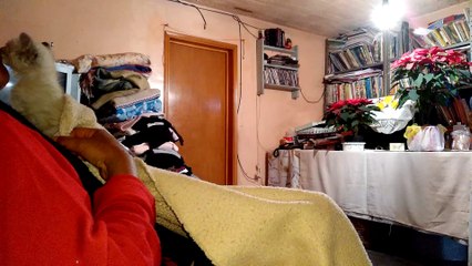 Gatito besa mucho a su dueña,le demuestra que la quiere mucho