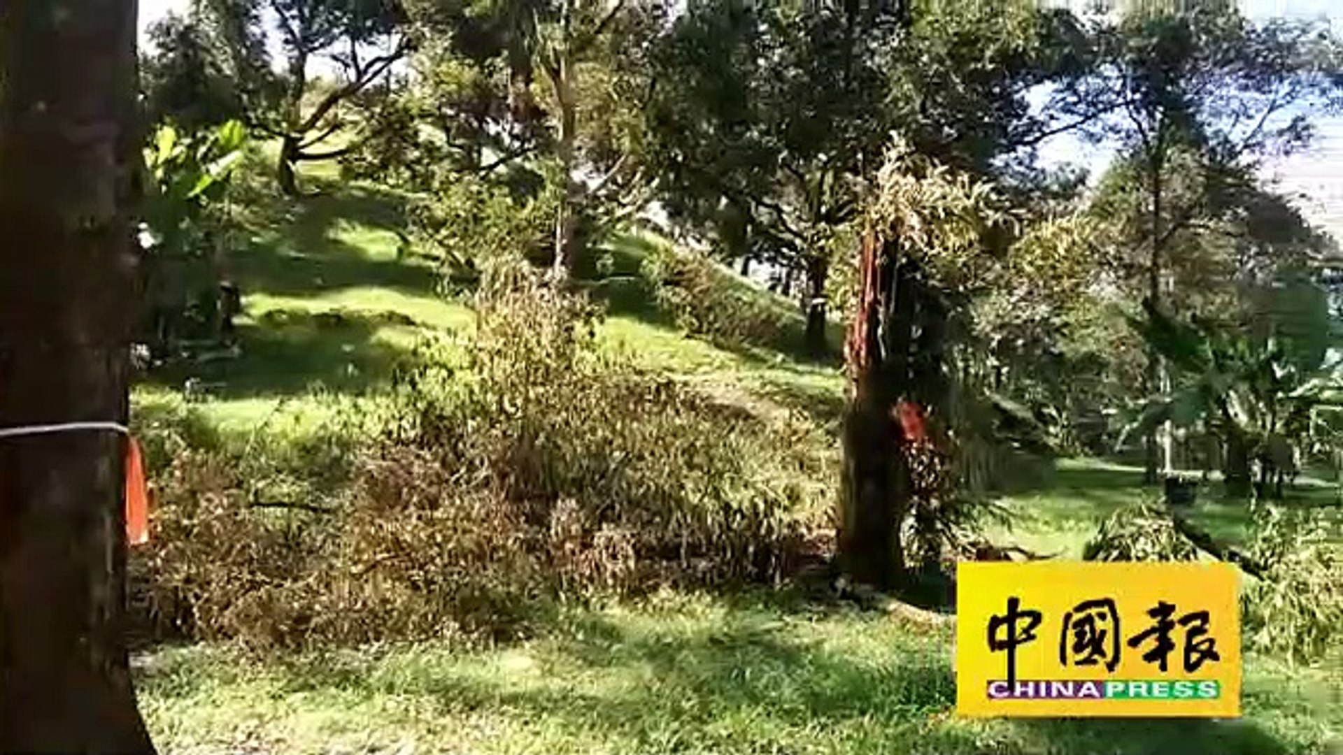 芭地突易主    榴槤 橡膠芭一夜铲平