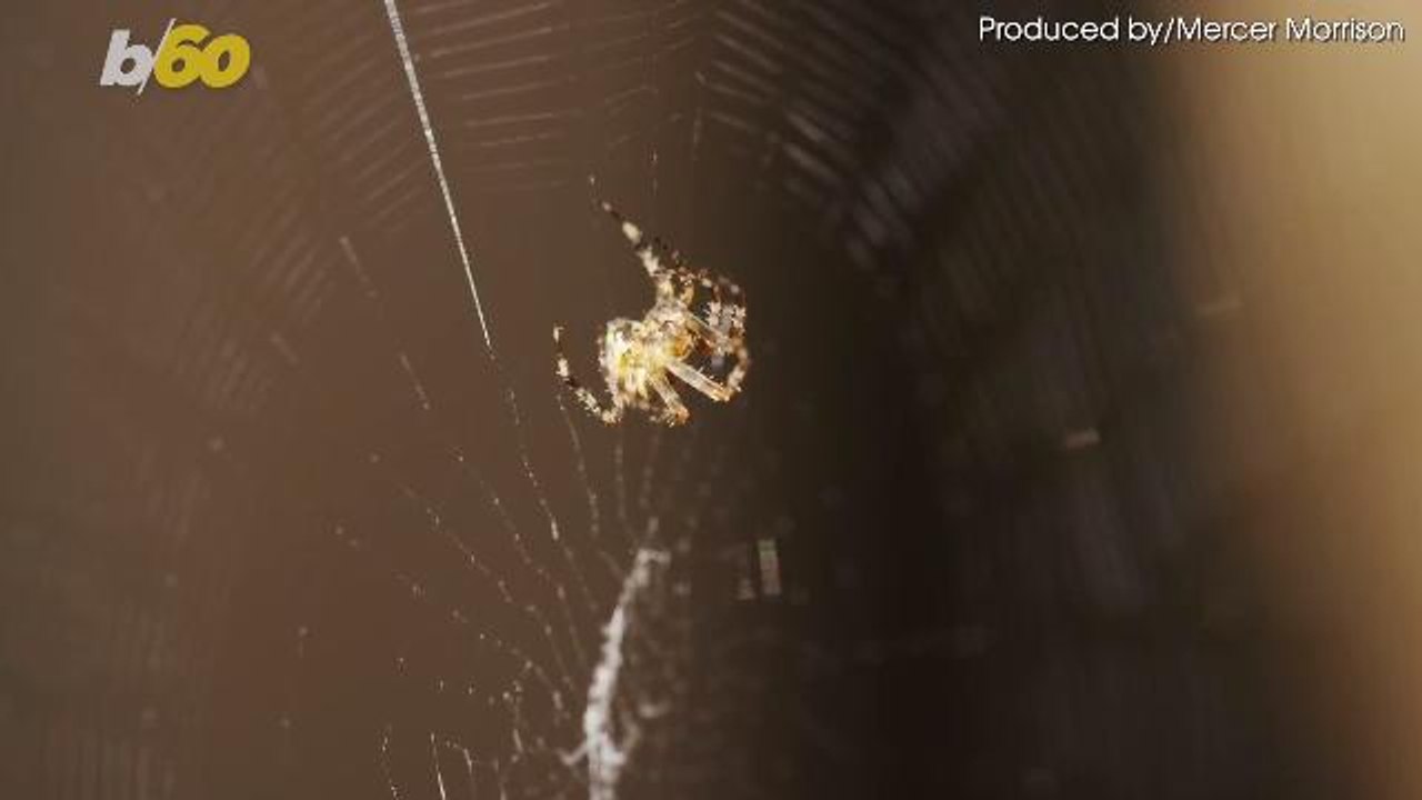 Man's Intense Fight With Spider Leads to Neighbor Calling Cops