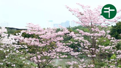 Bangkok sakura season is here