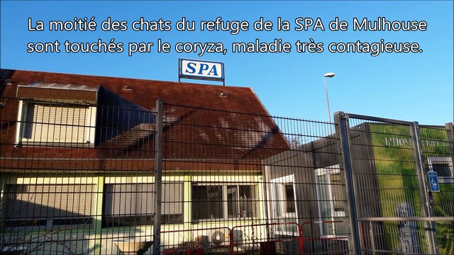 SPA de Mulhouse Haute-Alsace : la moitié des chats contaminés par le coryza