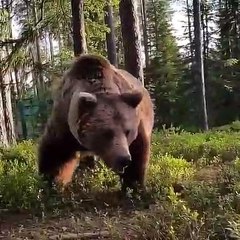 Il a une énorme surprise en ouvrant sa tente au petit matin !