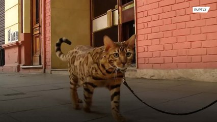Meet the cat that thinks it’s a dog!