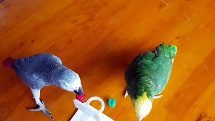 Parrot Pals Play Basketball Together