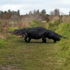 Gigantic Gator Passes By