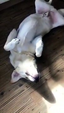 Coupable ? Ce chien a mangé la pizza et se cache la tête !