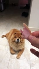 Jambon sur la tête, ce chien ne réagit pas lol