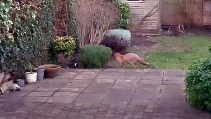 Un chat et un renard jouent dans le jardin