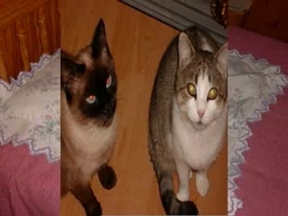 Chats
