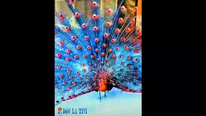 Những chú chó lầy lội nhất hành tinh - Best funny