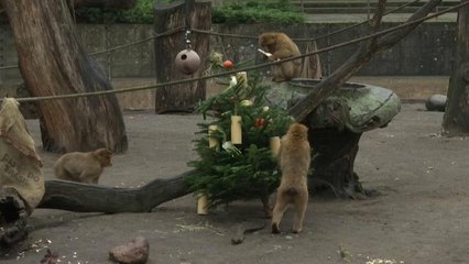 Az el nem adott karácsonyfák az elefántok csemegéi