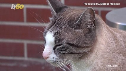 Missing Pet Goldfish Prompts Family To Launch Social Media Search Campaign