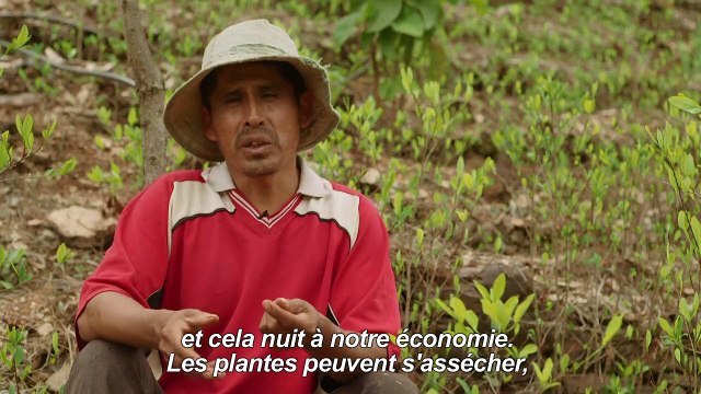 Bolivie: la fumigation des champs de coca menace les abeilles