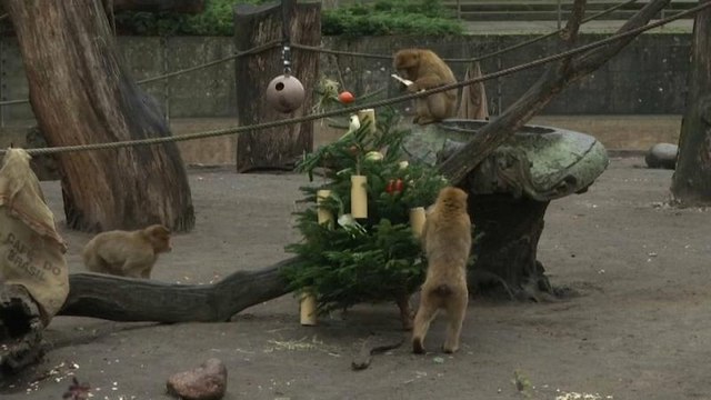 Pranzo di Natale per gli animali dello zoo di Berlino