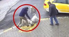Sakarya'da İki Pitbull Cinsi Köpeğin Saldırdığı Sokak Köpeği Tedaviye Alındı