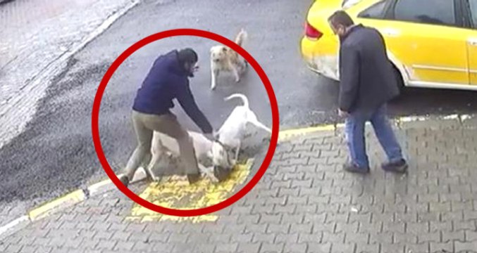 Sakarya'da İki Pitbull Cinsi Köpeğin Saldırdığı Sokak Köpeği Tedaviye Alındı