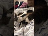 Cat Tries to Eat Her Tail While Lying on Bed