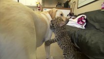 Un labrador et un guépard sont meilleurs amis... adorable