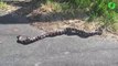 Un couple de serpents se lancent dans une danse très bizarre au milieu de la route