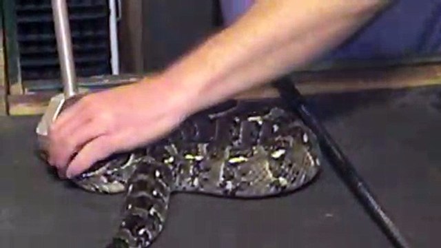 Il extrait le venin de cette vipère heurtante... Impressionnant