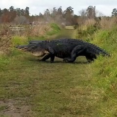 Ce qui sort des buissons et traverse le chemin est incroyable