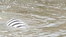 Un crocodile fait sa fête à un zèbre...miam miam