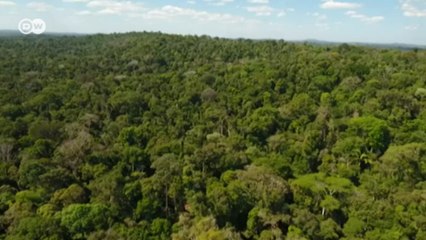 Dünyanın akciğerleri tehdit altında