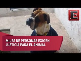 Indignación en SLP por la muerte con cohetes del perro “Miguel”